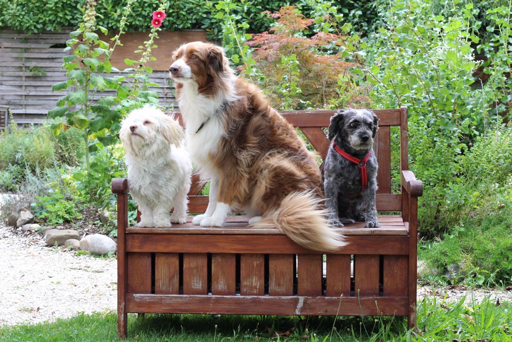 drei Hunde sitzen auf einer Bank