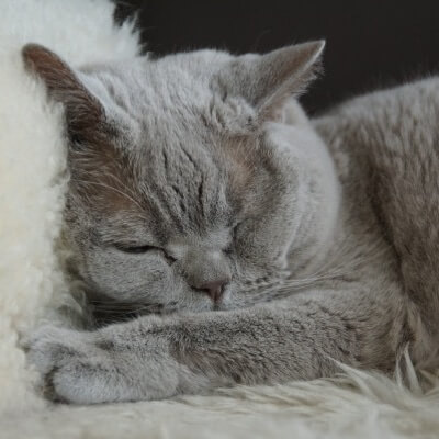 Graue Katze in Altersheim für Menschen mit Demenz
